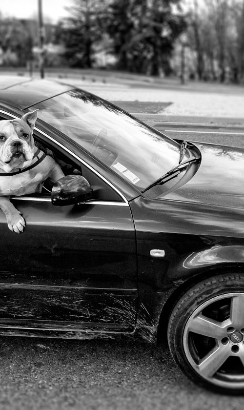 Dog Car by Lionel Le Jeune