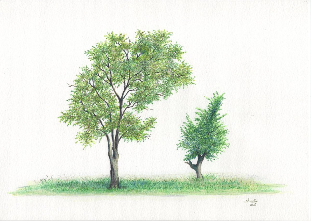 Two trees pencil drawing by Shweta  Mahajan