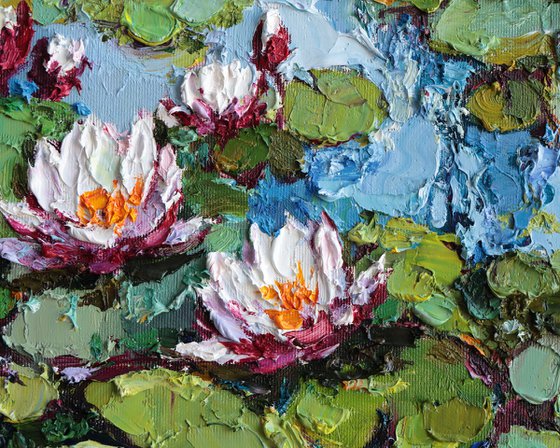 White Water Lilies