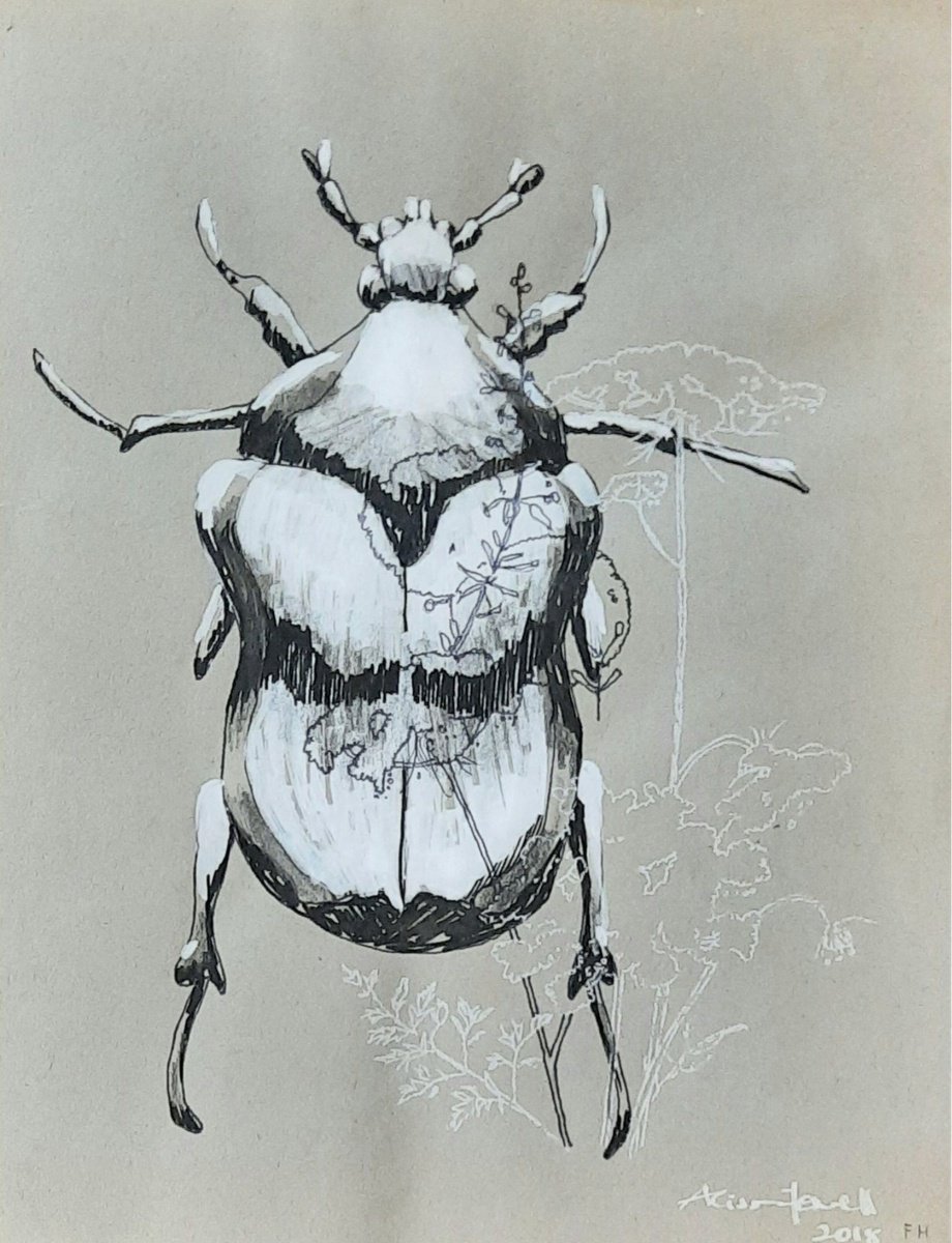 Beetle Boogie - Ink Drawing by Alison Fennell