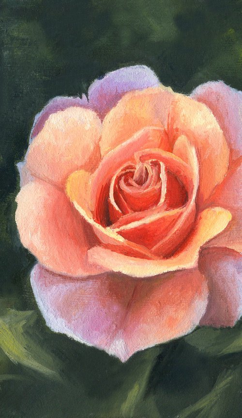 Little pink rose flower still life by Lucia Verdejo