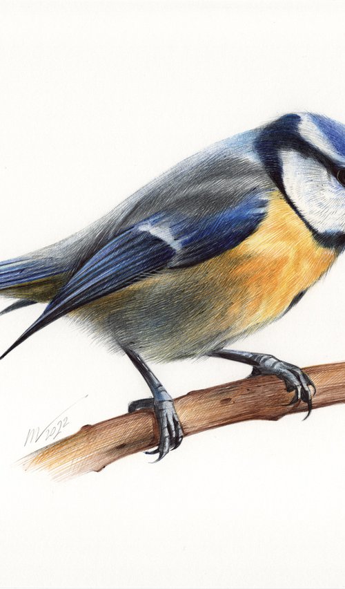 Eurasian Blue Tit - Bird Portrait by Daria Maier