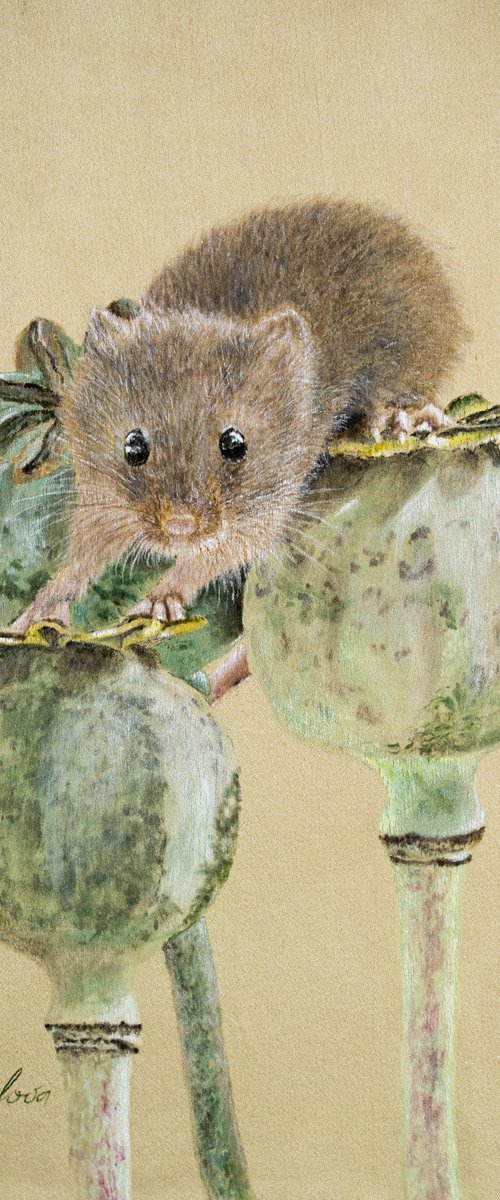 Harvest Mouse 1 by Olga Belova