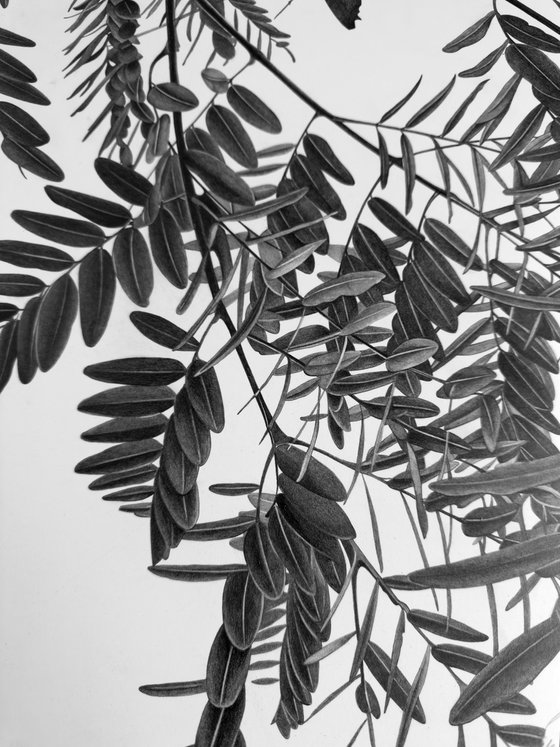 Honey Locust Tree