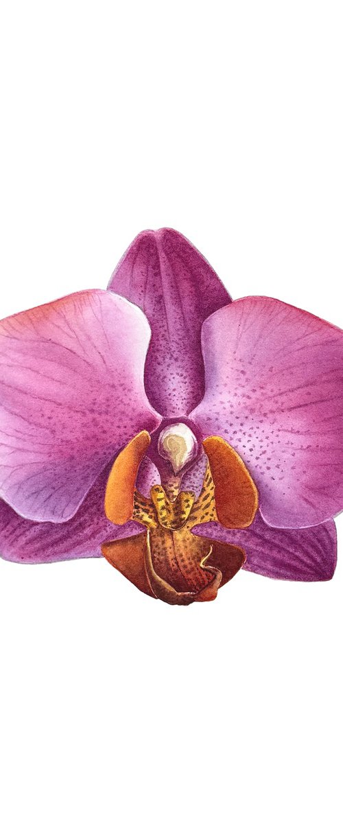 Pink Orchid by Yuliia Prokopchuk