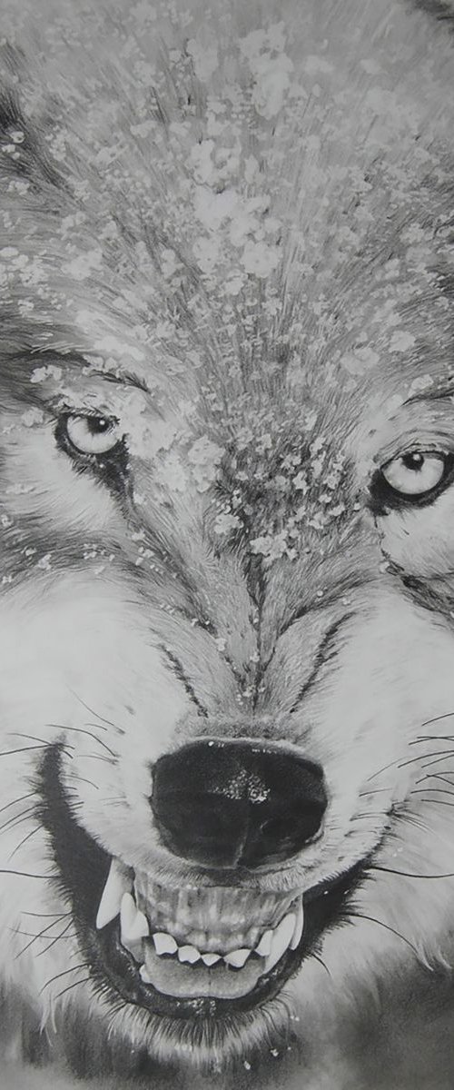 Wolf by Steve Gormally