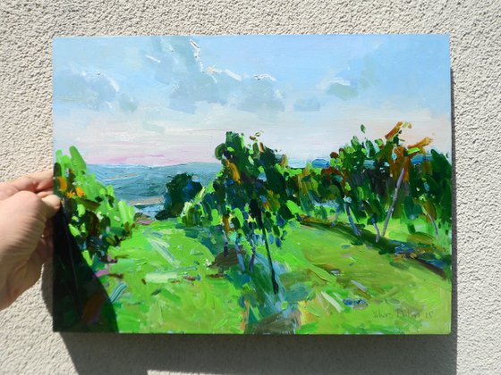 "  Vineyards "