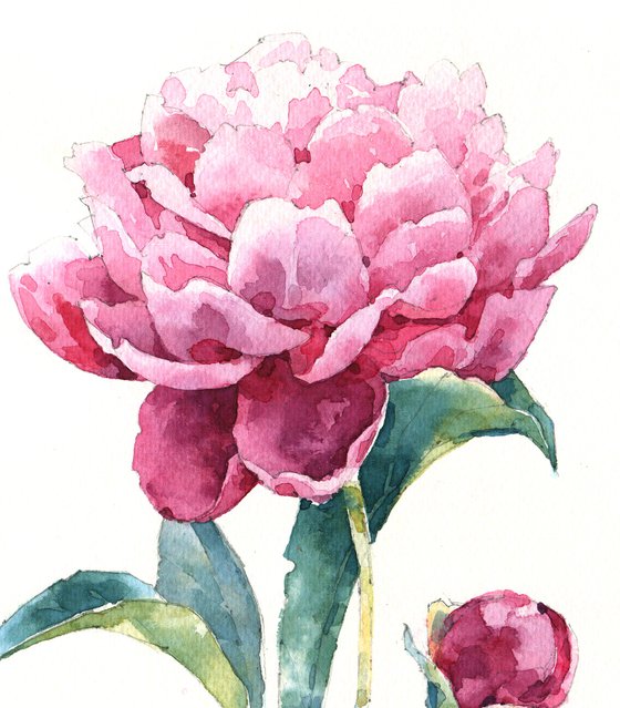 "Scent of a peony flower on a summer evening" original botanical watercolor square format