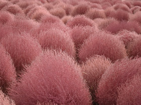 RED TUFTS