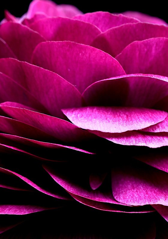 Magenta Ranunculus