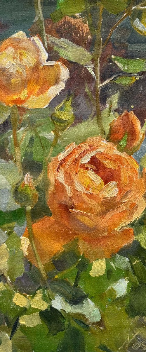 Apricot Roses by Nataliia Nosyk