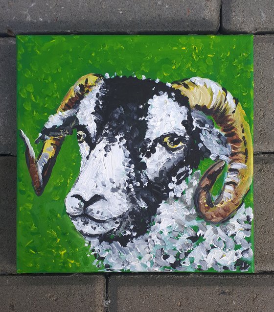 "Swaledale sheep II"