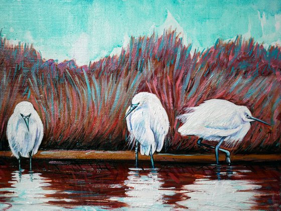 Egrets in Camargue