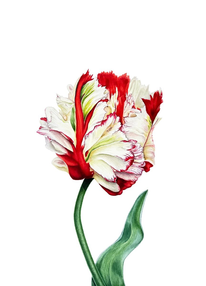 Illustrative Botanical Watercolour By Tetiana Kovalova, 10 X 14", Adorable Tulip, Original Artwork