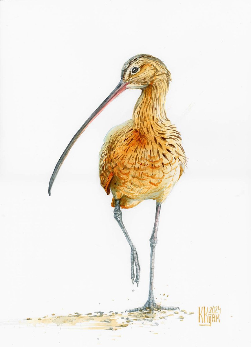 Eurasian curlew by Karolina Kijak