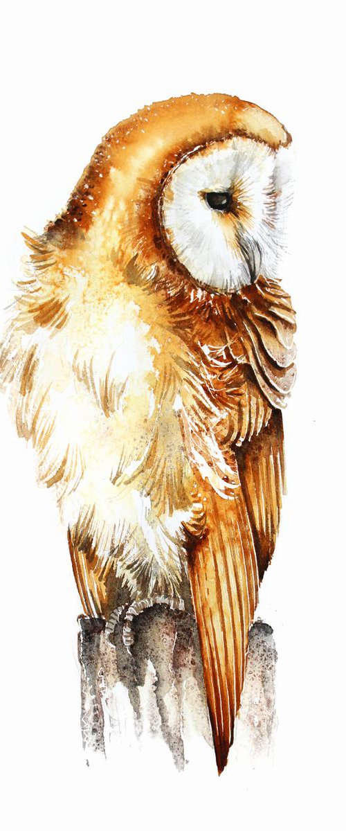 Barn Owl II, wildlife, birds and animals by Karolina Kijak