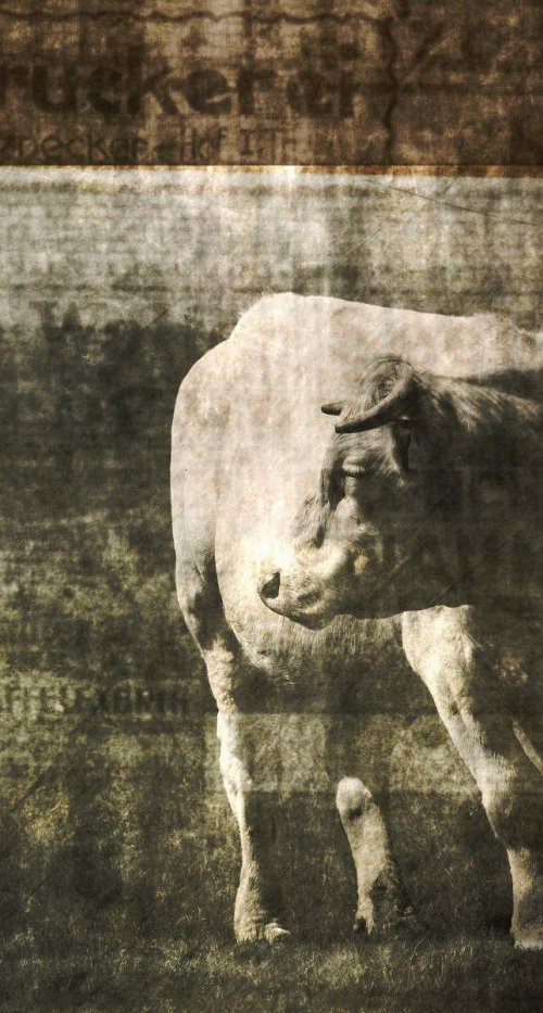 A Cow in a No Man's Land by Philippe berthier