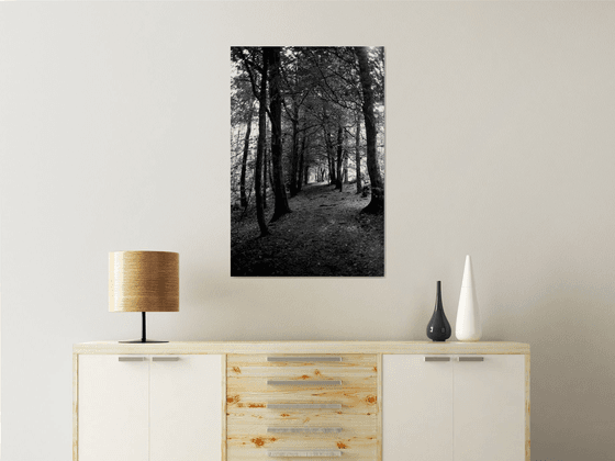 Northern Woods 13 - Unmounted (30x20in)