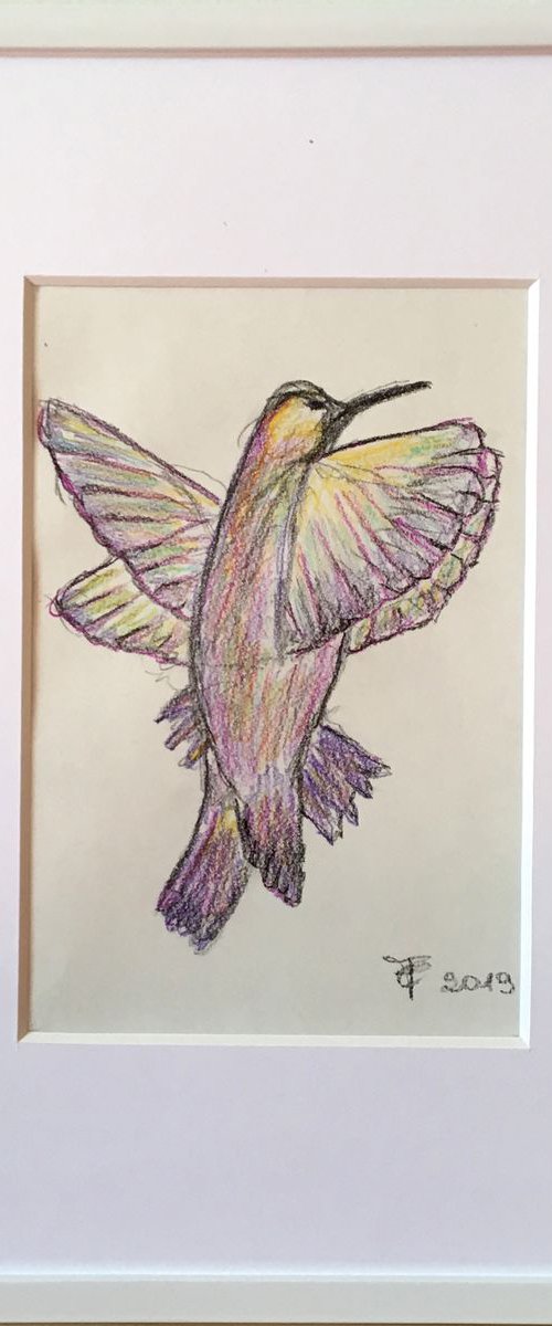Study of hummingbird by Paola Consonni