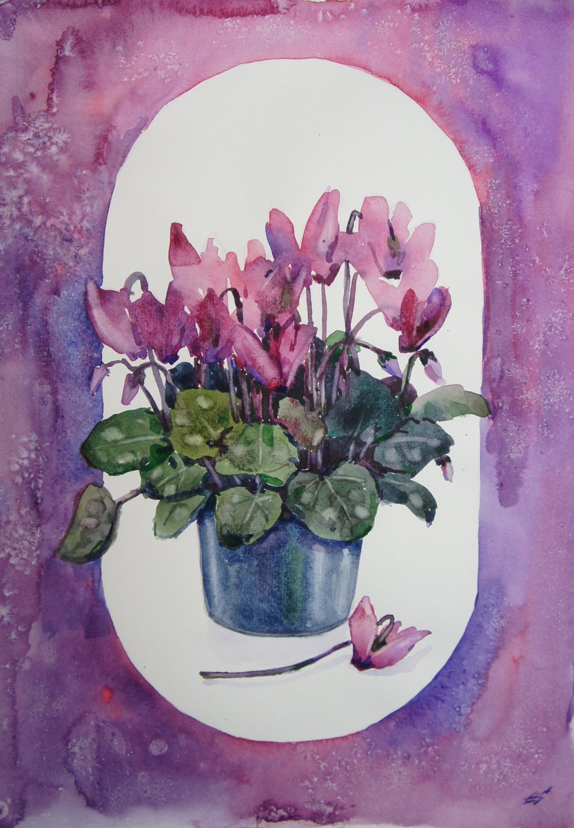 Cyclamen by Elena Sanina