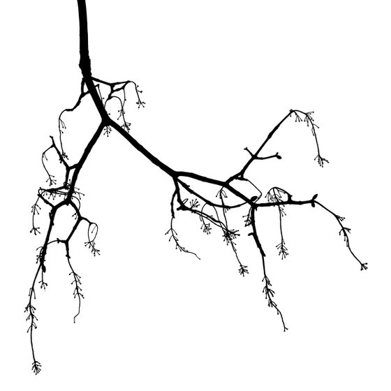 Baum 13