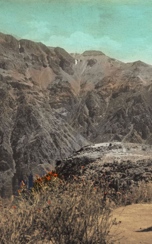 Colca Canyon flowers by Nadia Attura