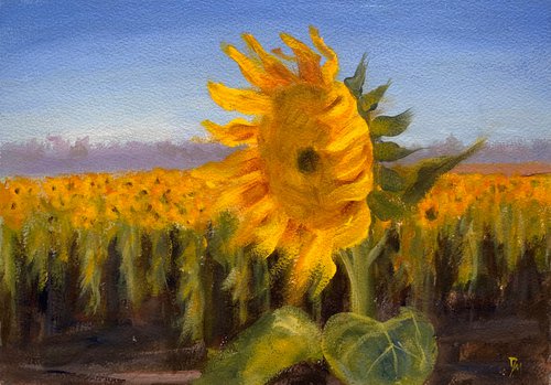 Sunflower fields by Shelly Du