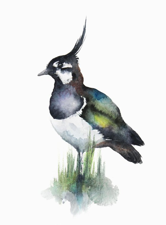 Common Kestrel, wildlife, birds watercolours