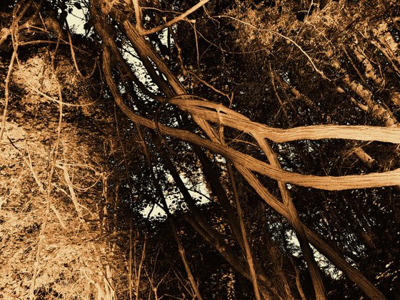 Natural Rhythm 6.