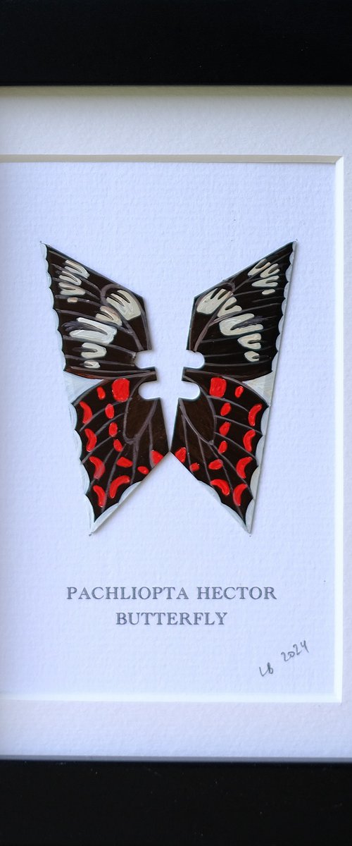 Pachliopta Hector butterfly by Lene Bladbjerg