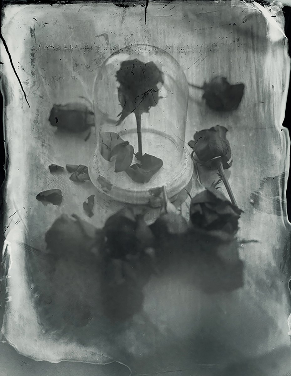 Photorealistic Botanical Photograph By Nicolas Laborie, 8 X 10", Glass House, Original Artwork