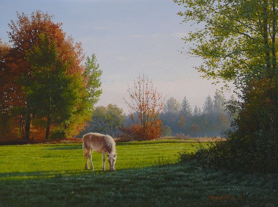 Horse on pasture