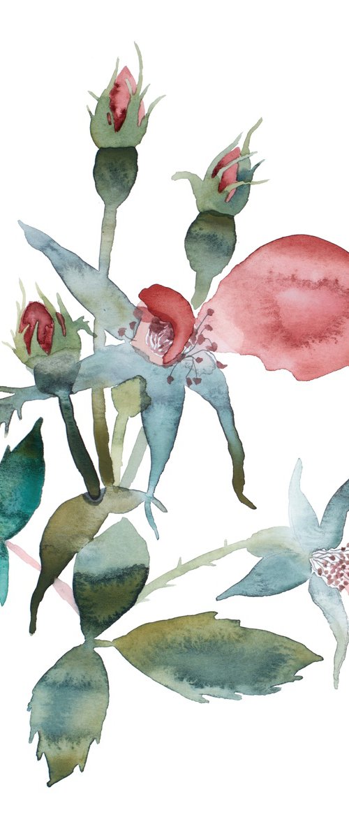 Rose Study No. 76 by Elizabeth Becker