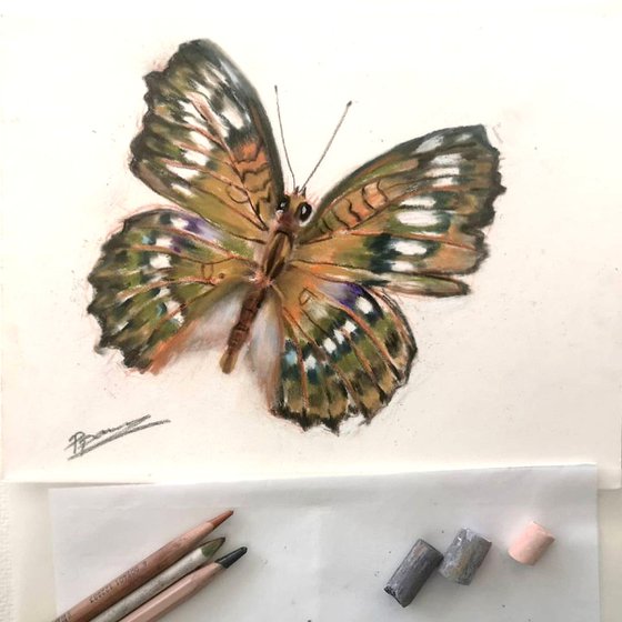 Butterfly (pastel)