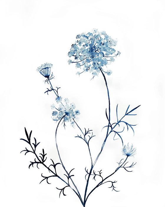 Queen Anne's Lace No. 15