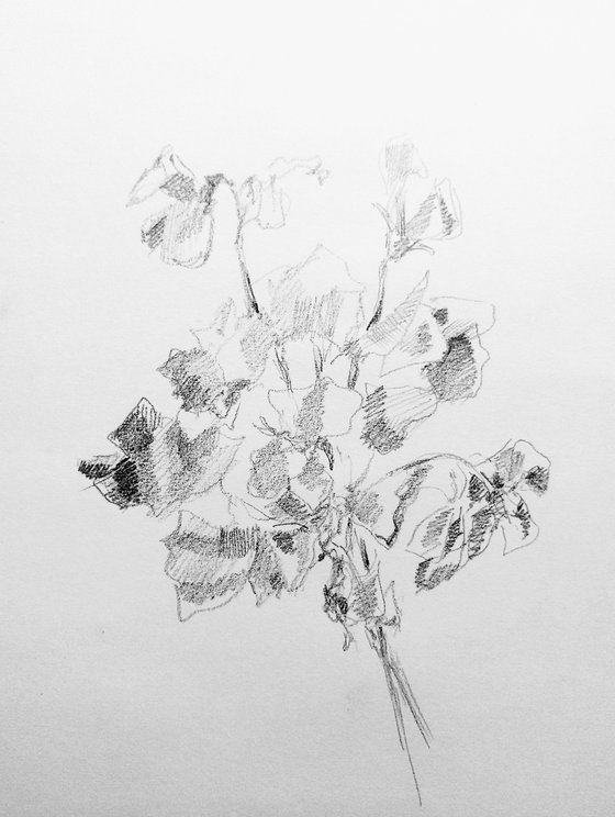 Sweet pea #3 - Still life. Original pencil drawing