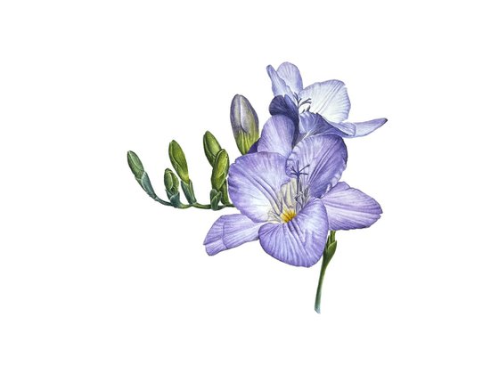 Purple freesia watercolor flowers