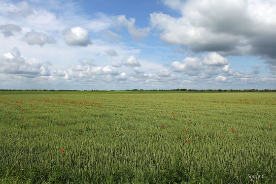 Wheat field