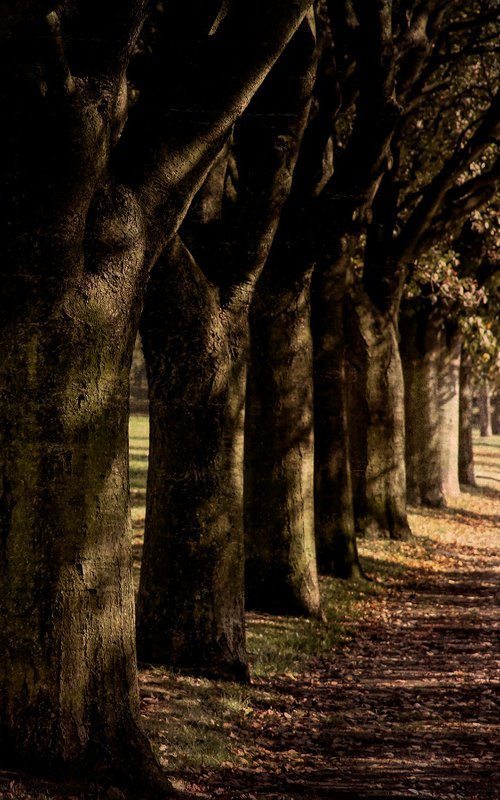 Walking with the Trees by Martin  Fry