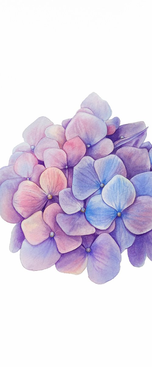 Hydrangea. Original watercolor artwork. by Nataliia Kupchyk