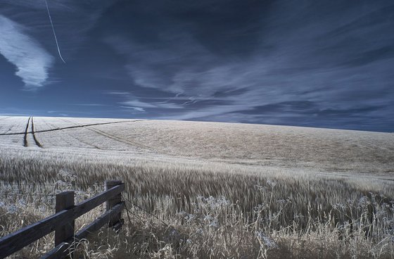 Wheat Field, Kithurst Hill