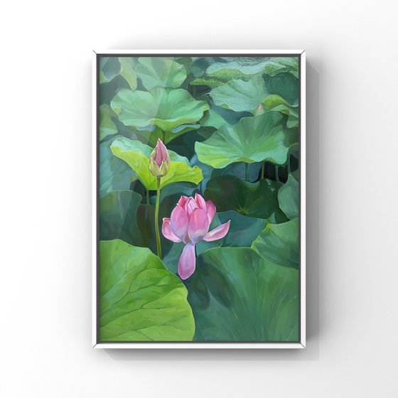 Lotuses. Pond. Time of youth.