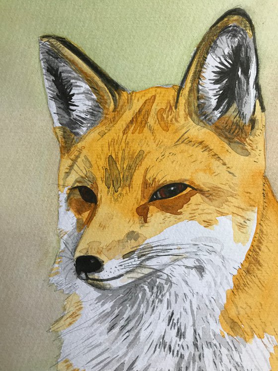 Fox