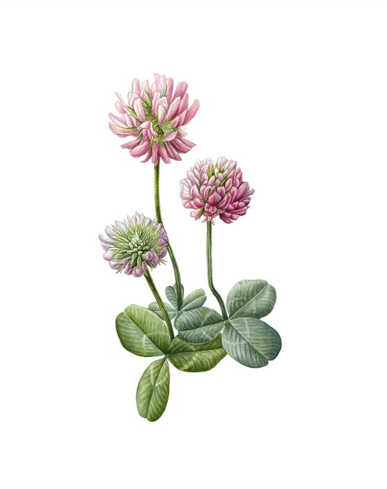 A four-leaf clover Painting