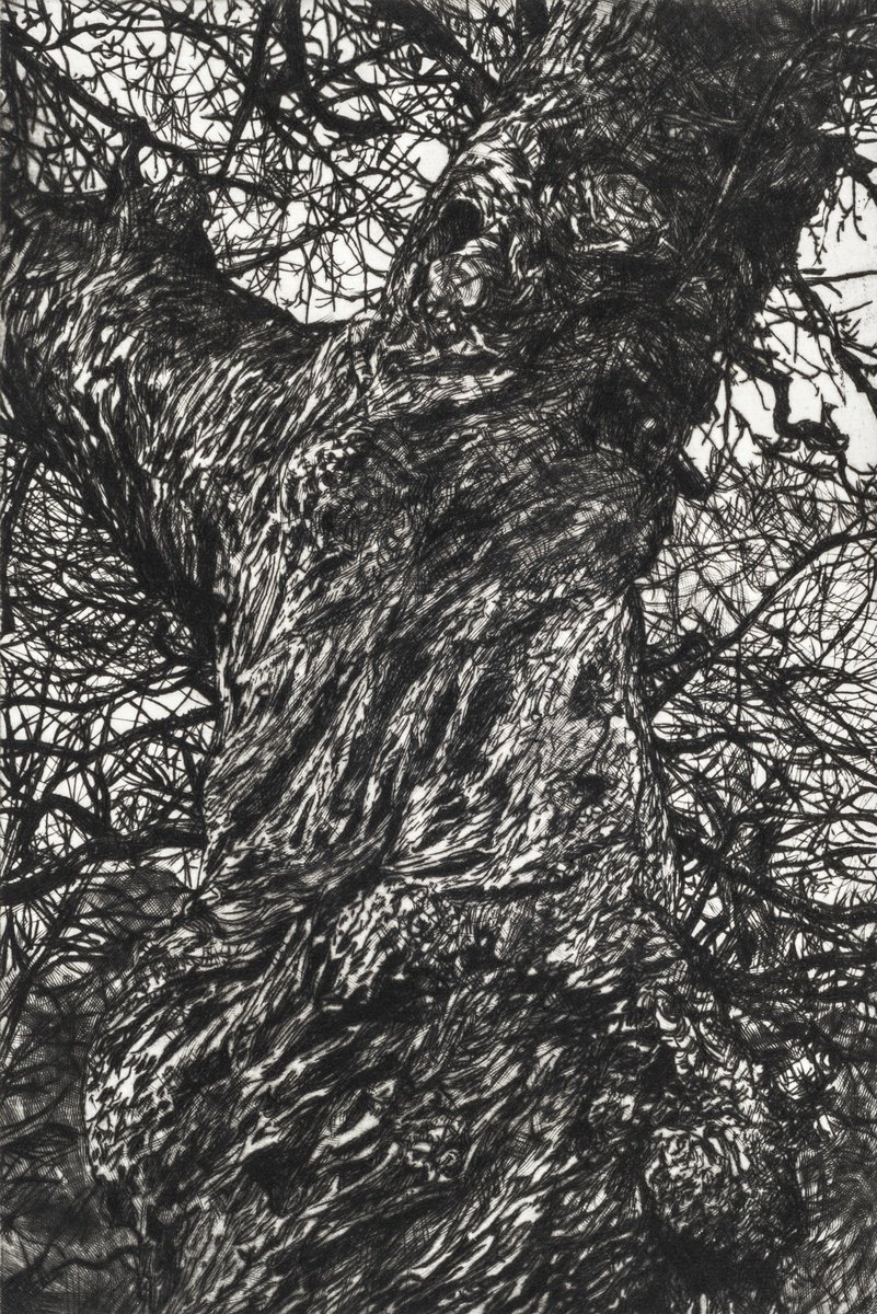 Impressionistic Botanical Etchings & Engravings By Fiona Hamilton, 13 X 17, Winter Chestnut, Original Artwork