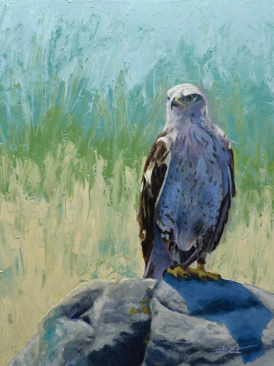 Ferruginous Hawk