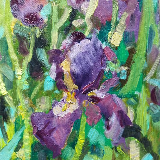 Purple irises