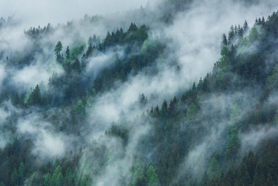 Mystic Forest II. - Foggy landscape