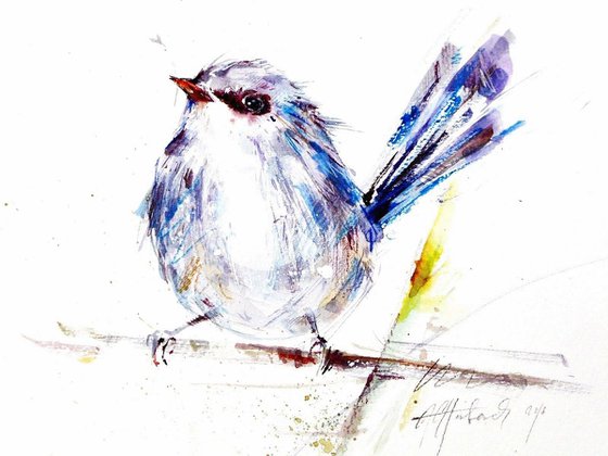 fairy wren