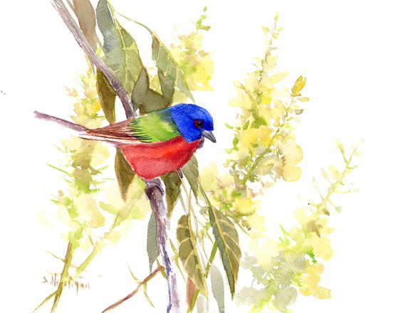 Painted Bunting Bird